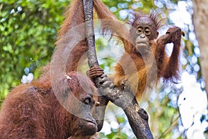 Orangutan, Tanjung Puting National Park, Borneo, Indonesia