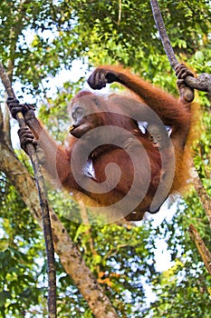 Orangutan, Tanjung Puting National Park, Indonesia