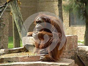 Orangutan thinking