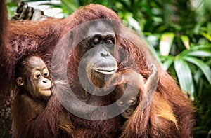 Orangutan with two babies