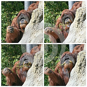 An Orangutan Uses a Stick to Fish for Termites