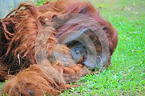 An orangutan are very old and look sad