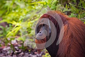 Orangutan in wild