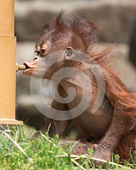 Orangutan - Wrong Feeding Station