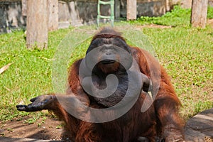 Orangutan in a zoo