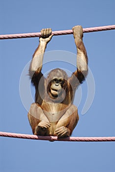 Orangutan at the Zoo