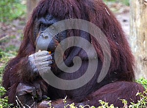 Orangutan at the Zoo in Brownsville, Texas