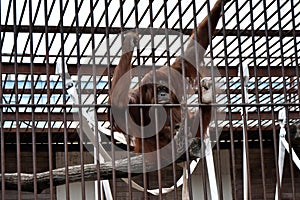 Orangutan in a cage holding onto the bars