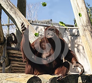 Orangutan at Zoo Tampa at Lowery Park