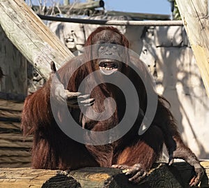 Orangutan at Zoo Tampa at Lowery Park