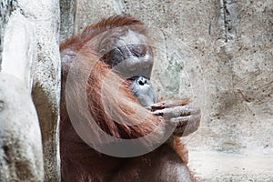 Orangutan in the zoo at Thailand