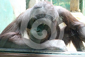 Orangutan v zoologickej záhrade v Bojniciach