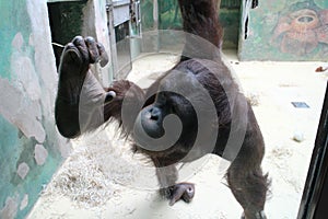 Orangutan in zoological garden in Bojnice