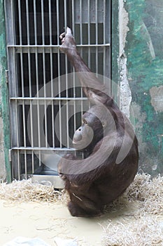 Orangutan v zoologickej záhrade v Bojniciach