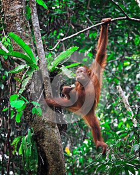 Orangutanf in rainforest