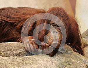 Orangutang