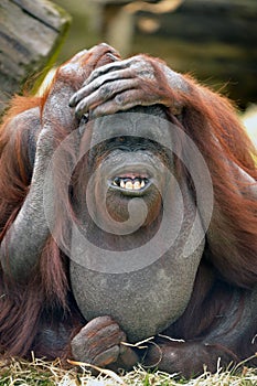 Orangutang