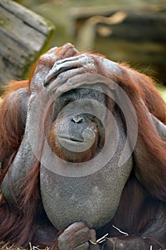 Orangutang