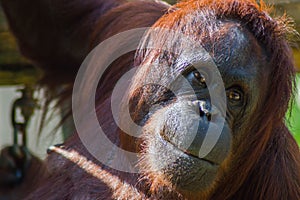 Orangutang