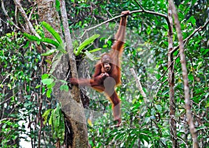 Orangutang in action