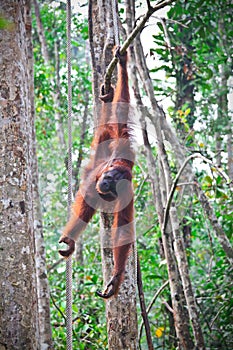 Orangutang in action