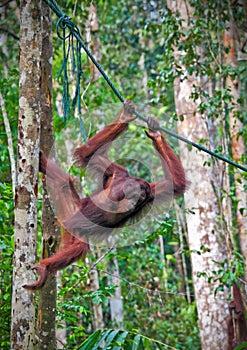 Orangutang in action