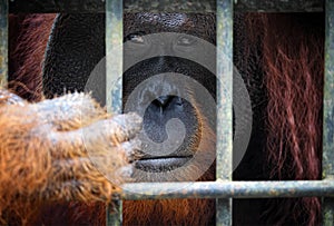 Orangutang in cage