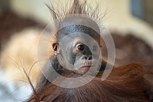 Orangutang carrying baby on its back in the Vienna zoo