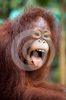 Orangutang cute and smile.