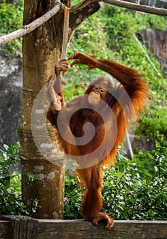 Orangutang cute and smile.