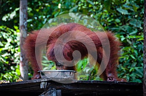 Orangutang drinking from bowl in jungle