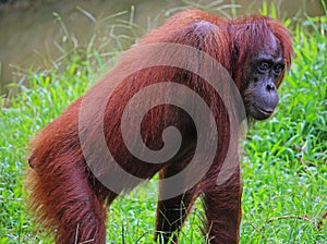 Orangutang in the green of Borneo