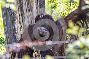 Orangutang holding nose with bright green blurred background and blurred foreground