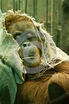 Orangutang in a hood