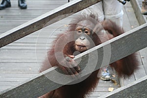 Orangutang looking through a fence