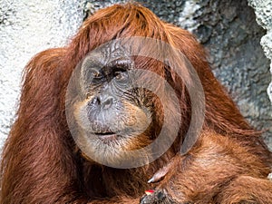 Orangutang monkey ape animal