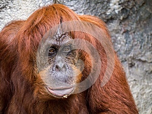 Orangutang monkey ape animal