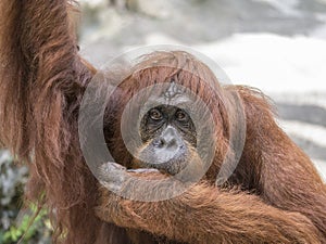 Orangutang monkey ape animal