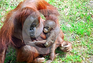 Orangutang mother and baby