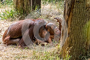 Orangutang play and fight each other