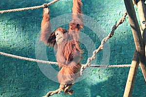 Orangutang playing with ropes in a zoo