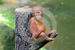 Orangutang (Pongo) photo