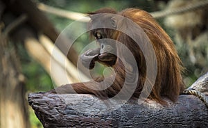 Orangutang (Pongo) baby sits on the tree.