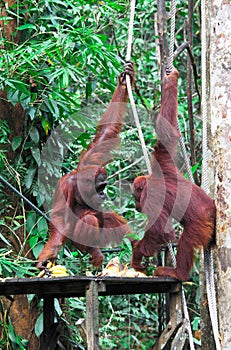 Orangutang in rainforest