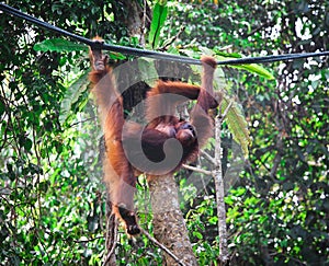 Orangutang in rainforest