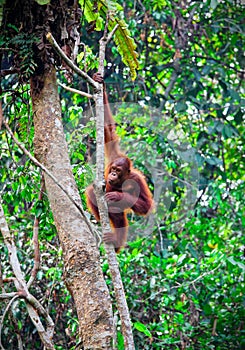 Orangutang in rainforest