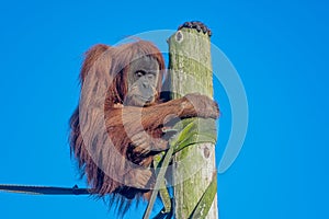 Orangutang sitting on a rope