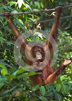 Orangutang swinging on a rope