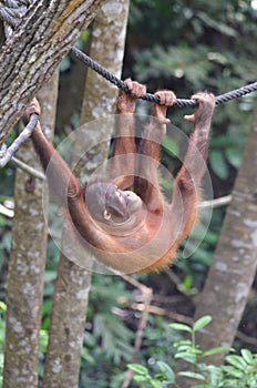 Orangutang swinging on a rope