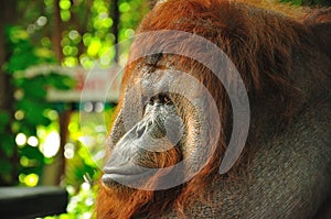 Orangutang in thailand zoo